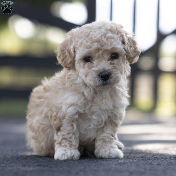 Pilot, Miniature Poodle Mix Puppy